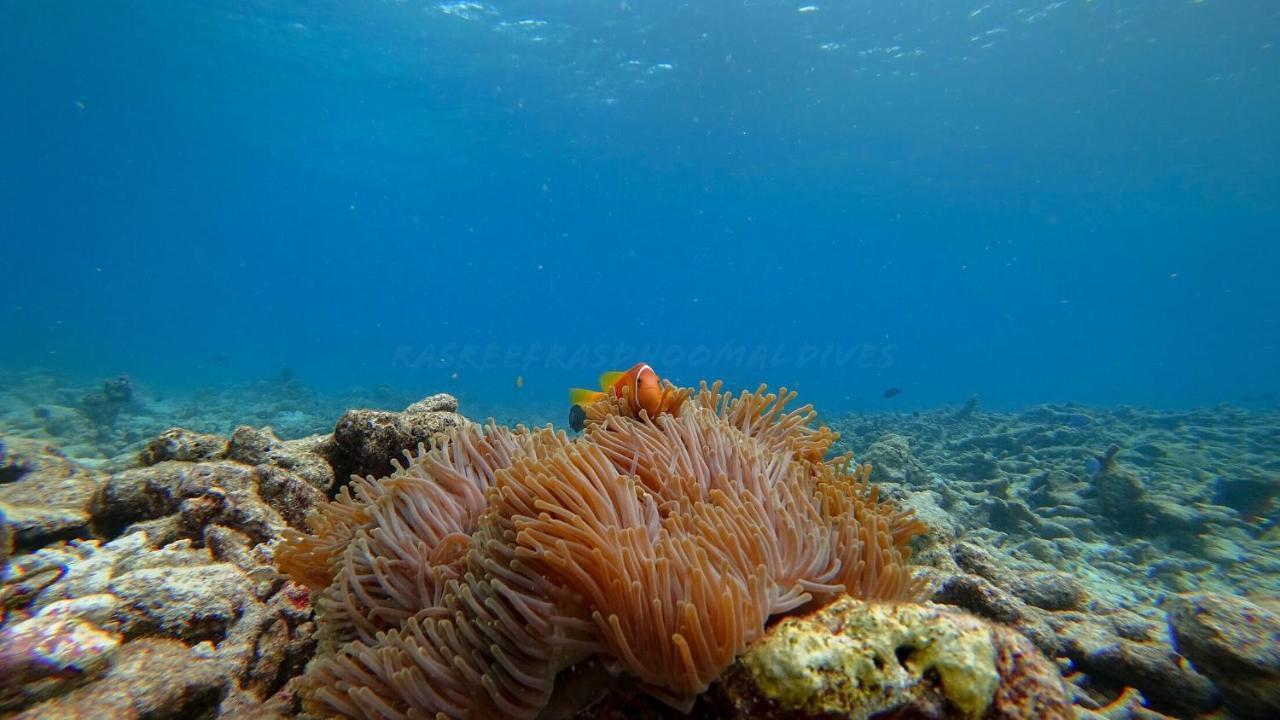 Rasreef Rasdhoo Maldives Hotell Eksteriør bilde